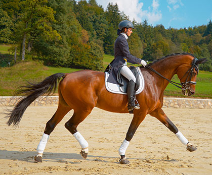 le dressage