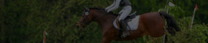 photo cheval