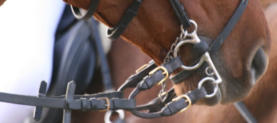 Choisir un bon mors pour votre cheval