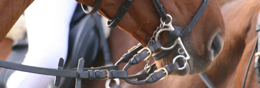 Choisir un bon mors pour votre cheval