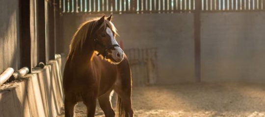 poney-club-equipement-materiel