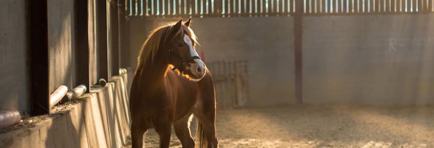 poney-club-equipement-materiel