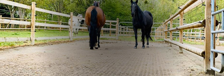 dalles stabilisatrices chevaux